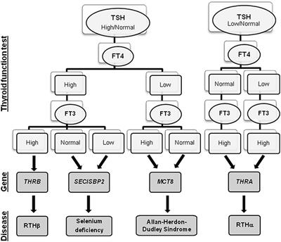 Thyroid Hormone Hyposensitivity: From Genotype to Phenotype and Back